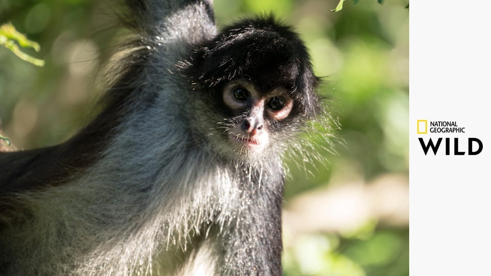 Tajemství rovníkové divočiny S1E2 - Borneo a Sumatra