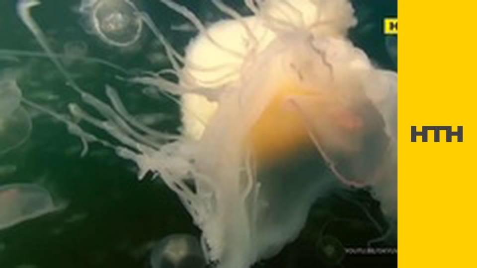 "Випадковий свідок".