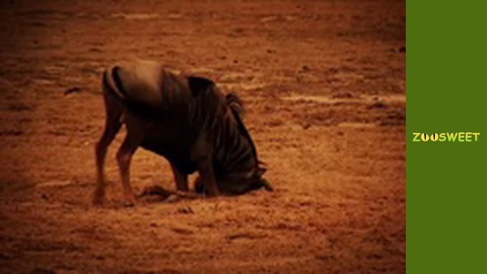 Animal communities, Season 1, Episode 1