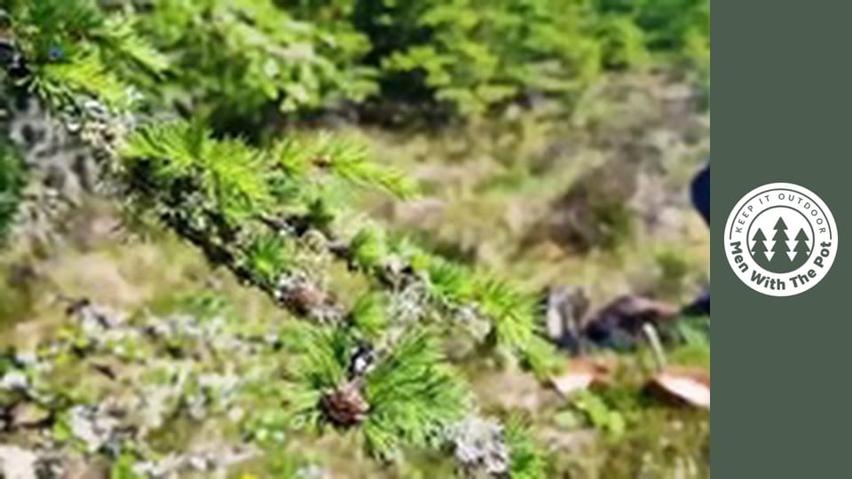 Veľký syrový hovädzí sendvič