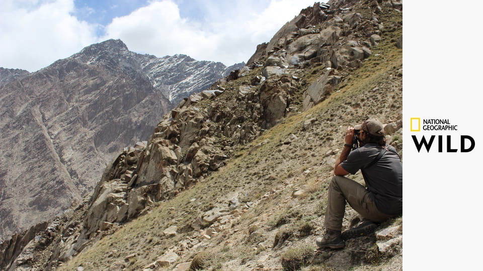 Irbis horský z Afghánistánu