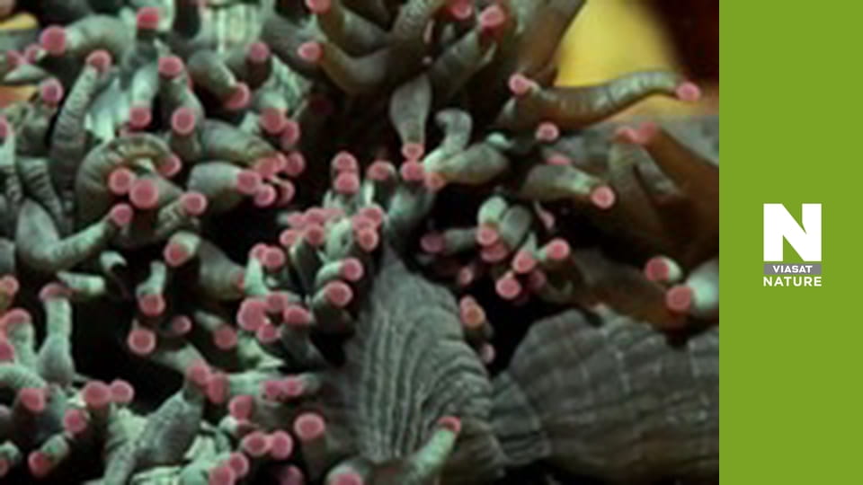 Planet Reef - Resurrecting The Reef