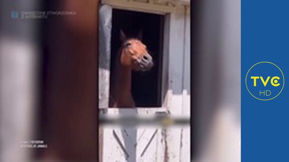 Zakręcone stworzonka z Internetu S2E15