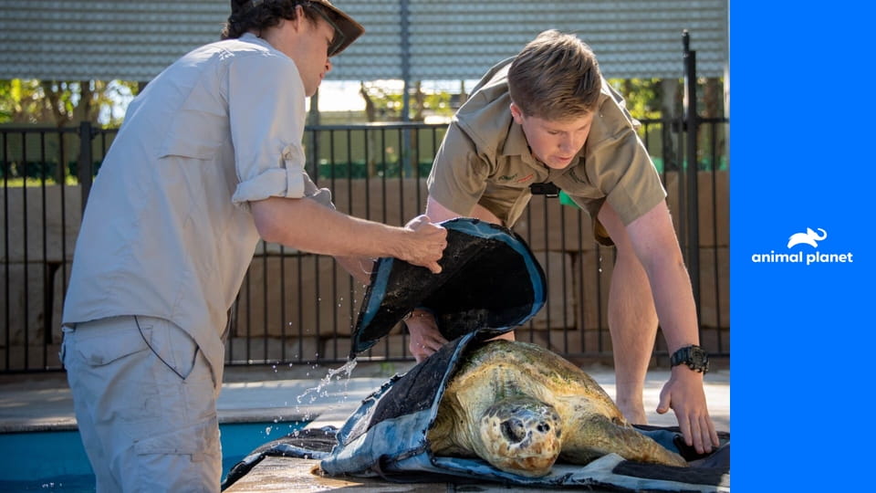 Ausztrál állatkert - Steve Irwin öröksége S2E10
