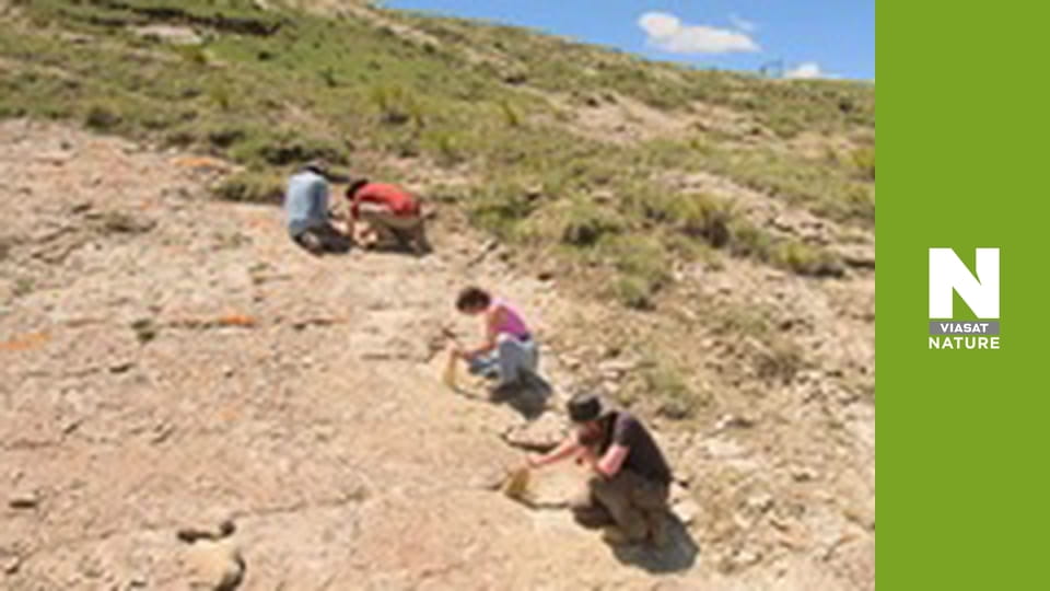 Lost Beasts: Unearthed - Secrets of the Deadly T-Rex