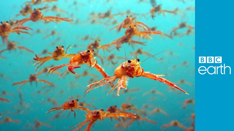 Spy in the Ocean S1E4 - Deep Trouble