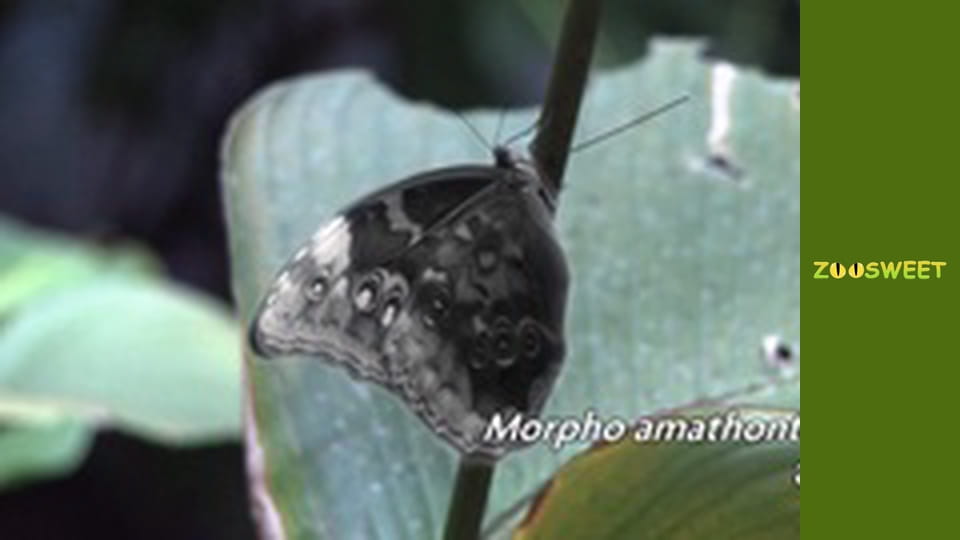 My favorite - episode 1