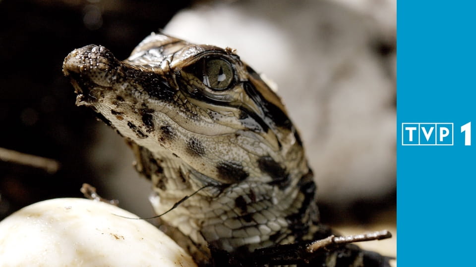 Pory roku w Ameryce E1 - Wiosna