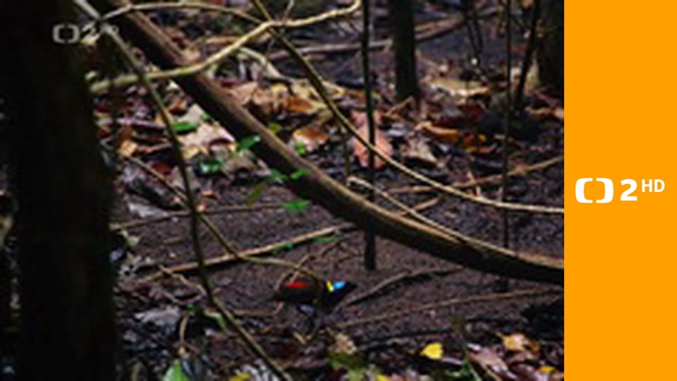 Strategie rozmnožování v přírodě E2