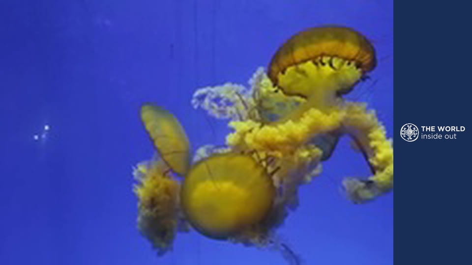 Jellyfish hunting and how the Chinese cook it. China.