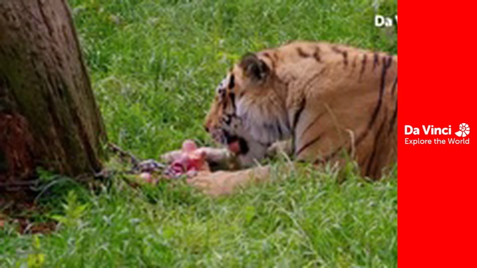 Tudod-e? - Maddie: Az állatok és Te - Miért eszünk?