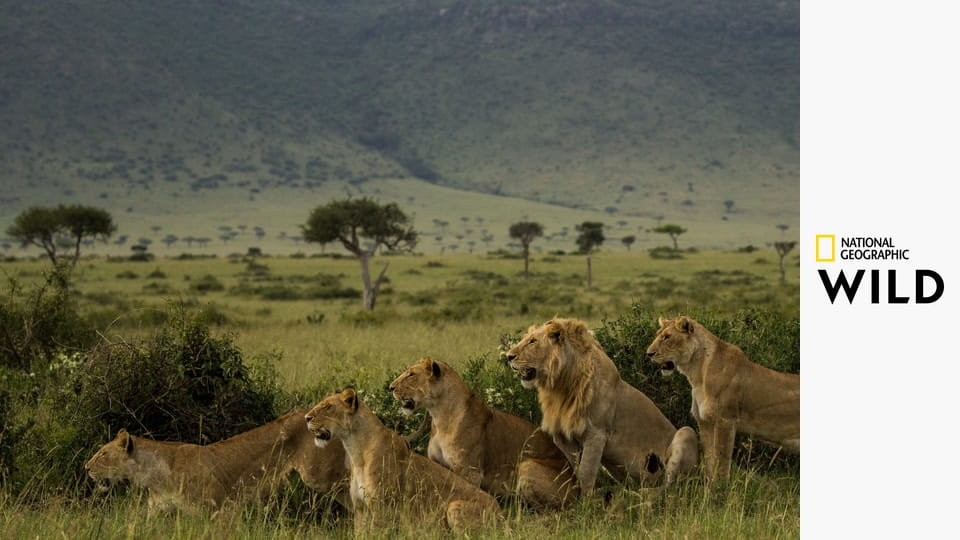 Родословные хищников S1E3 - Союз сестер