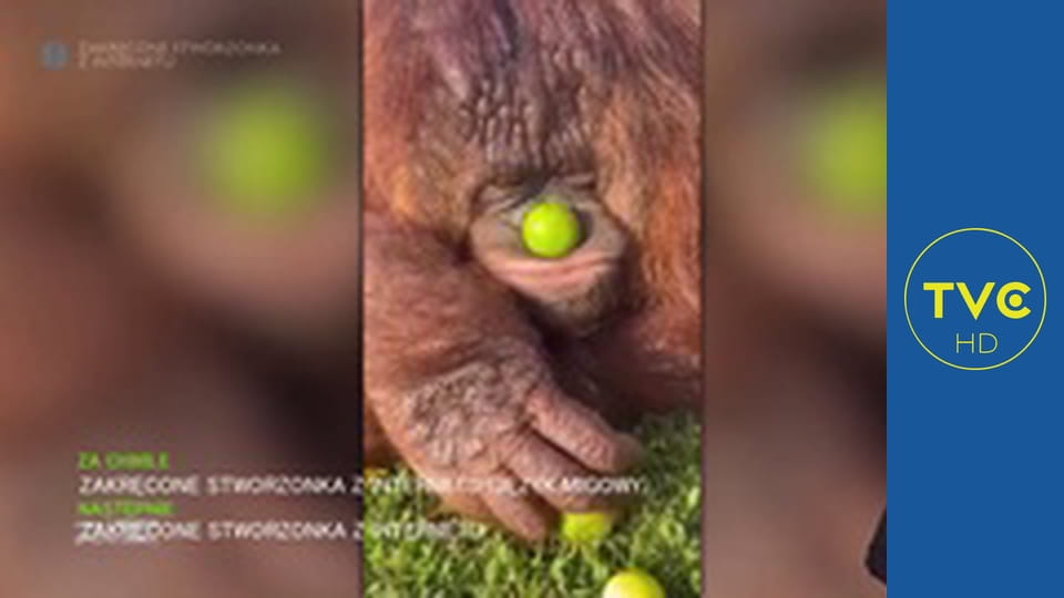 Zakręcone stworzonka z Internetu S2E11