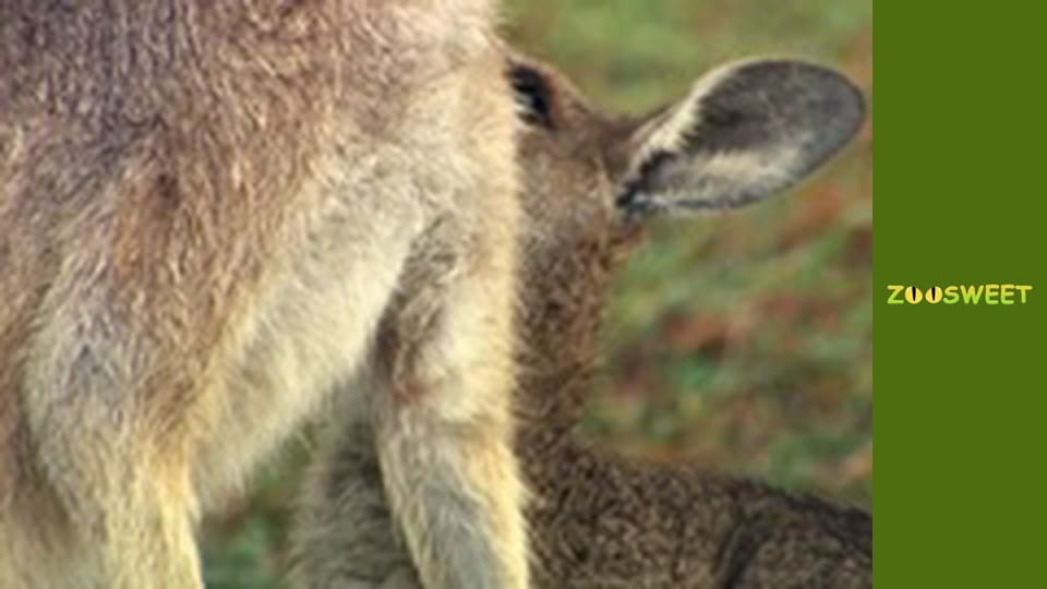 My friends are animals. Baby animals - episode 15