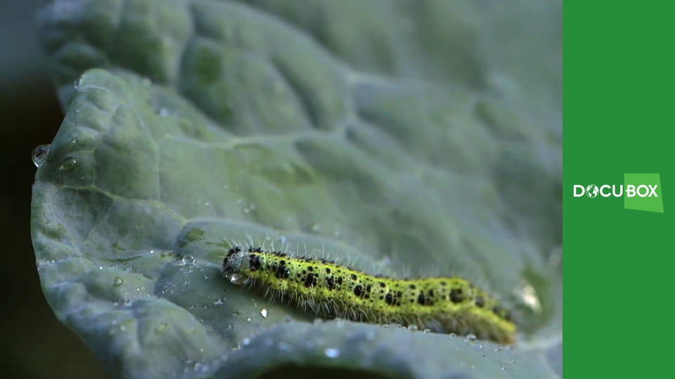 H2O - Wodne Historie S1E2 - Czeladnik czarodzieja