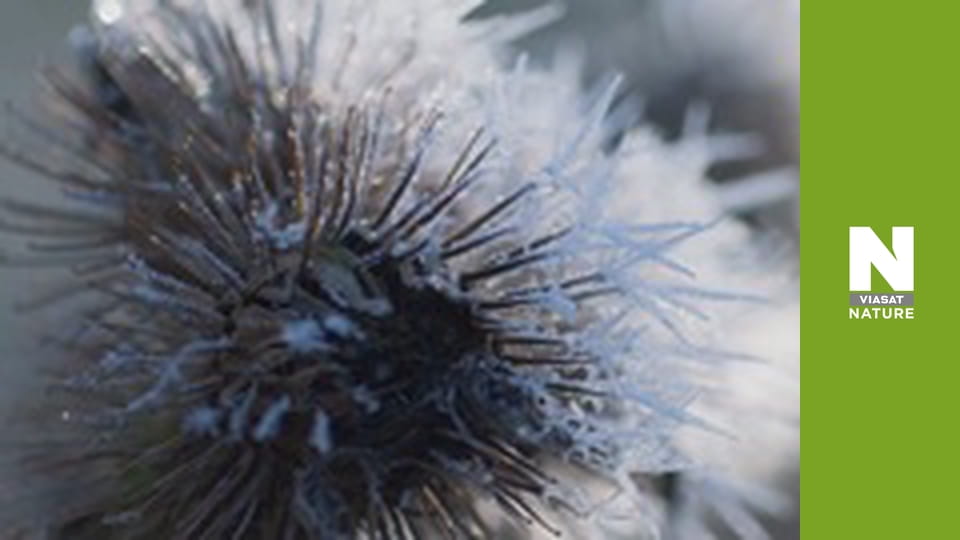 Wild Belgium - Jewels of the Sky