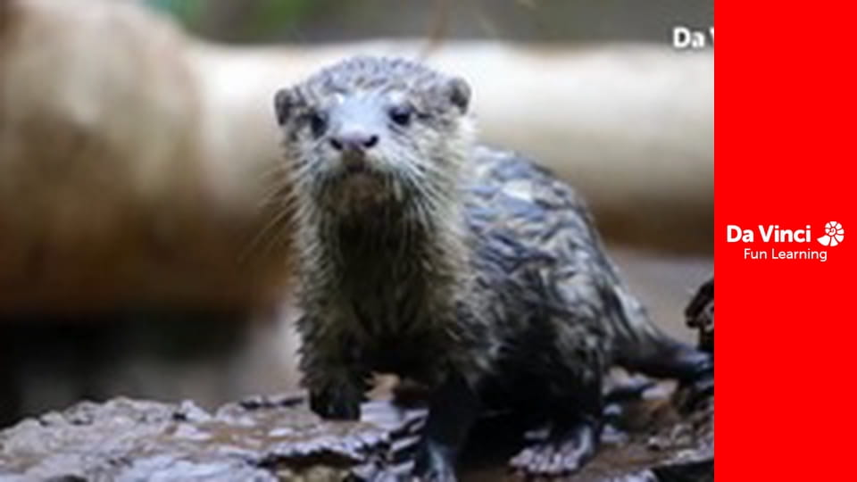 Állati menedék - A vörös panda és az arák