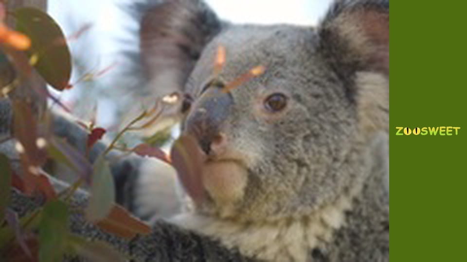 Wild World at the San Diego - episode 18