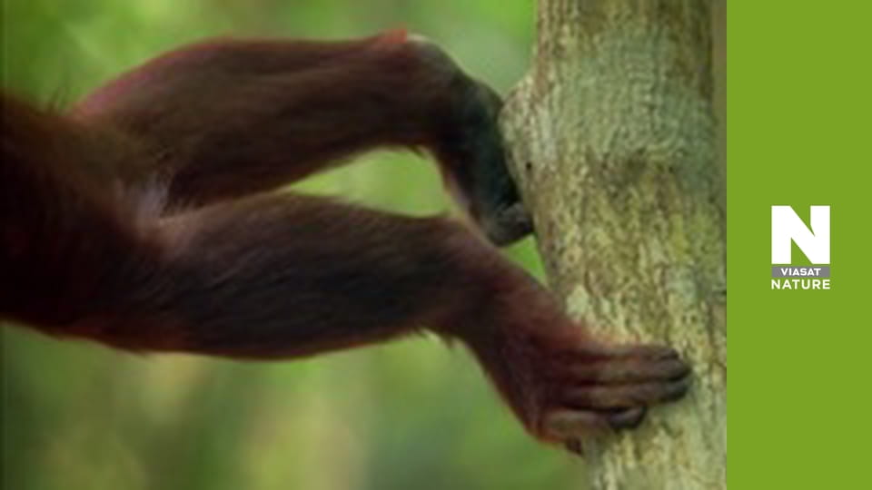 Дика Латинська Америка - Патагонія