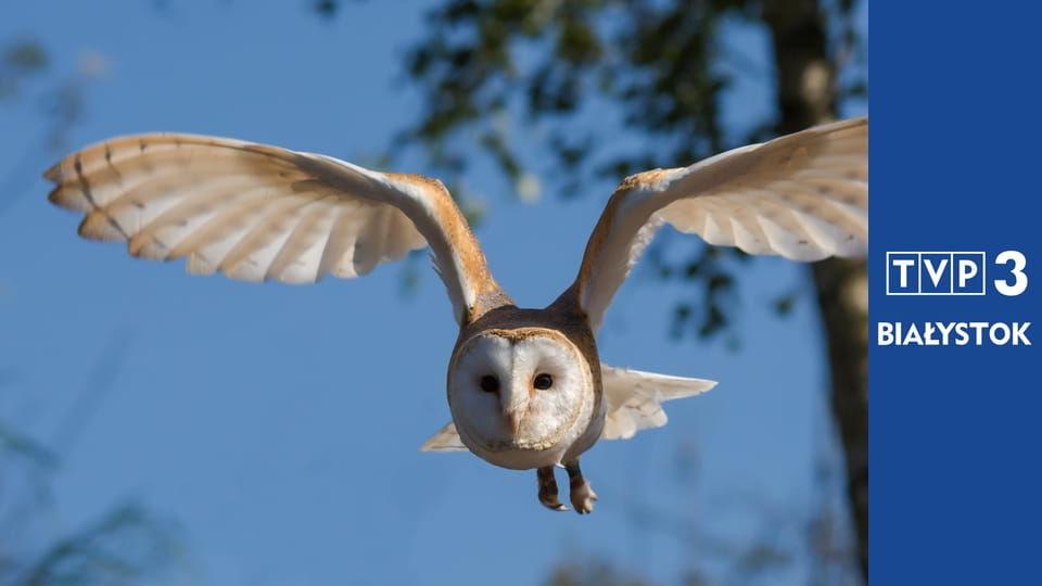 Prywatne życie zwierząt