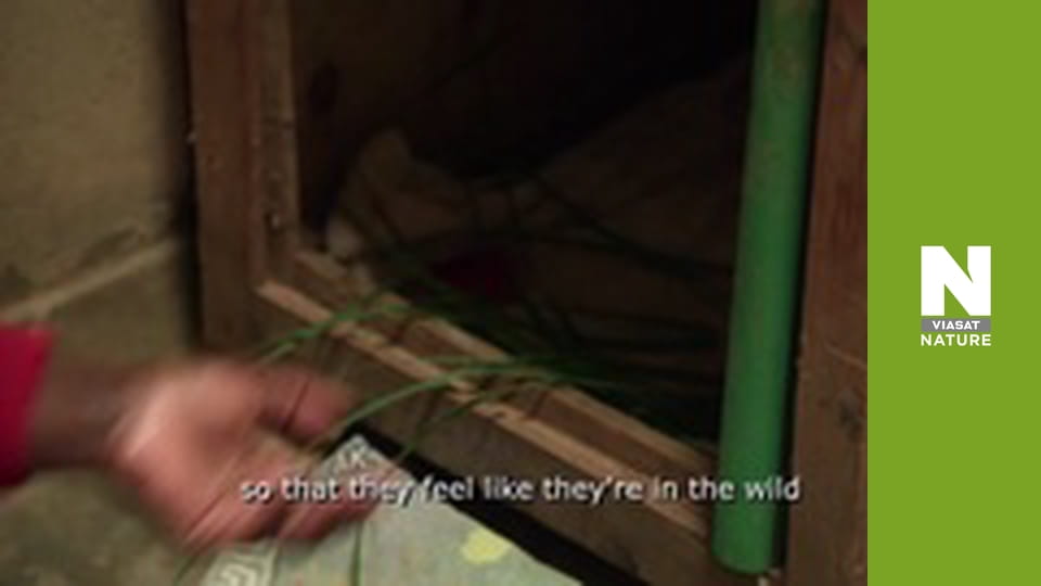 Malawi Wildlife Rescue - A Pangolin's Plight