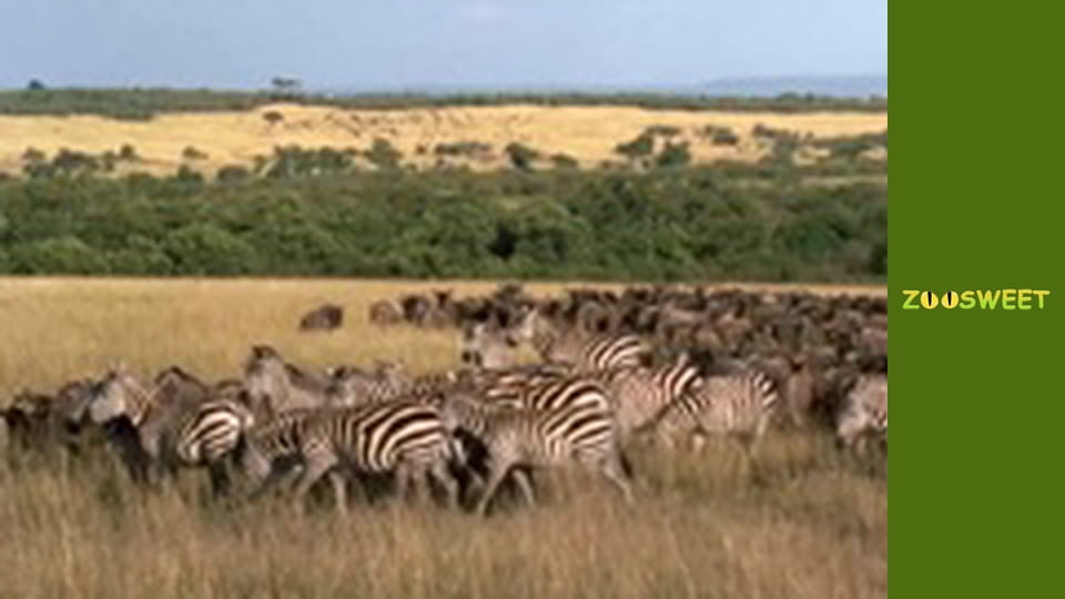 My friends are animals. Baby animals - episode 22