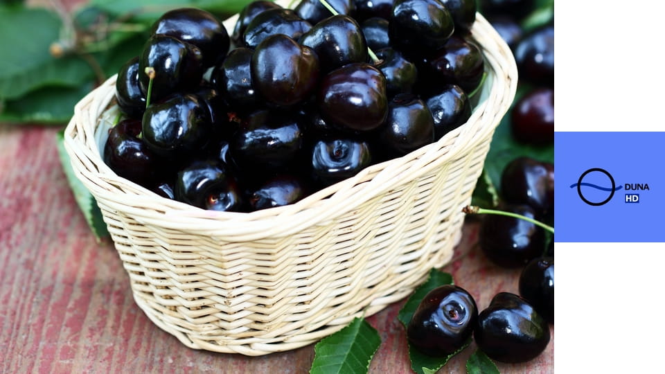 Ízőrzők E6 - Almásfüzitő