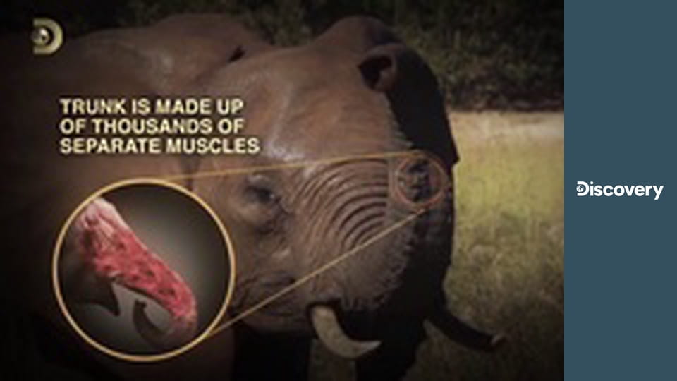 Nahí a vydesení VIII (5)