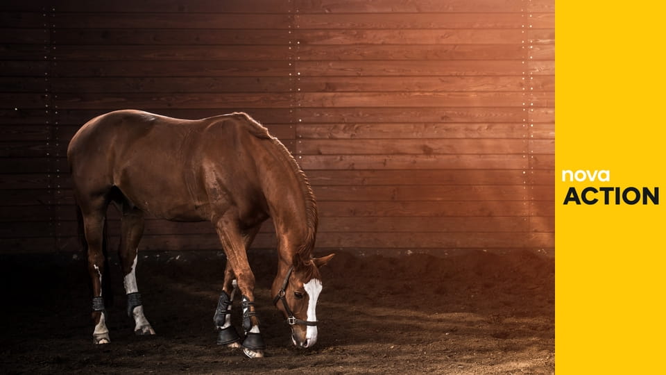 Jezdectví: Global Champions Prague Playoffs