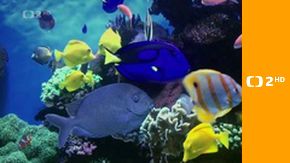 Akvárium - stinná stránka hobby