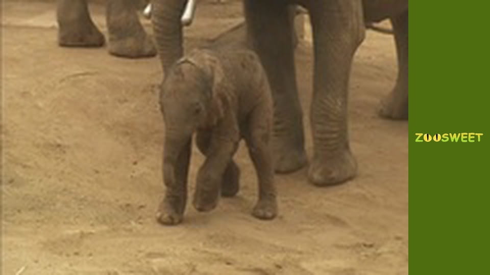 Wild World at the San Diego - episode 15