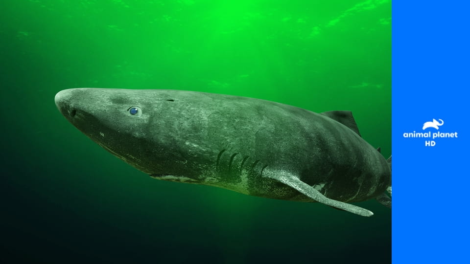 Секреты природы S1E24 - Горячий гепард