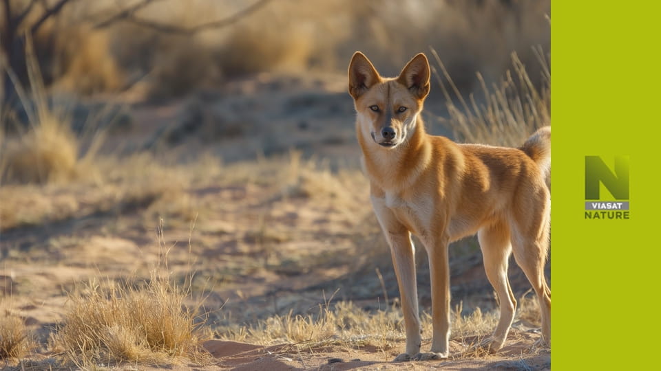 Зворотний відлік хижаків S1E3 - Північна Америка