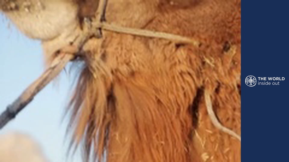 Camel rides and cobra vs. mongoose fights. Pakistan.