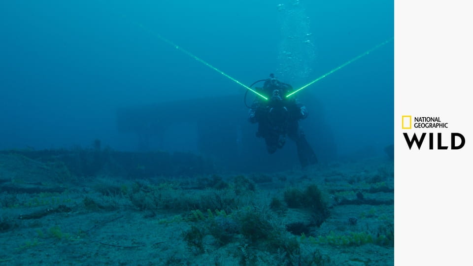 Самая огромная акула-бык
