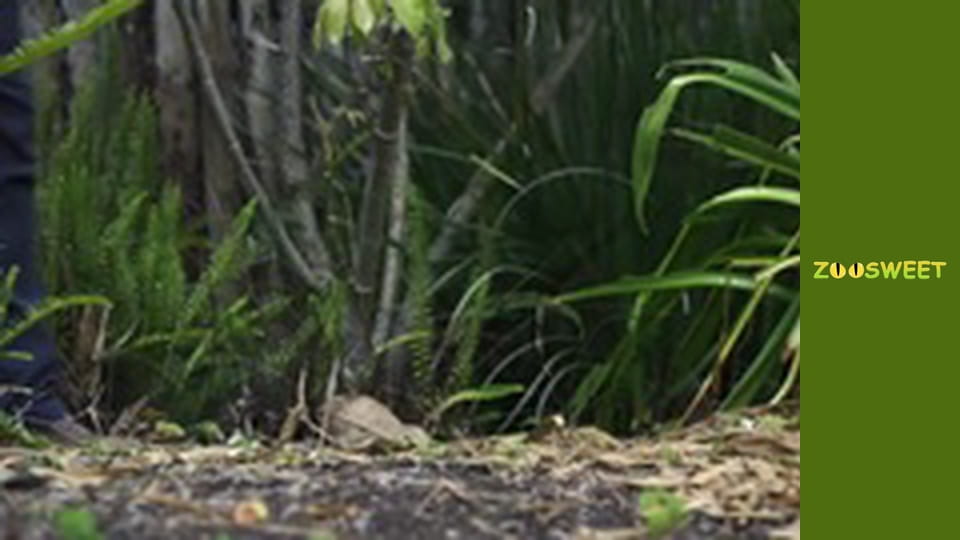 Wild World at the San Diego - episode 21