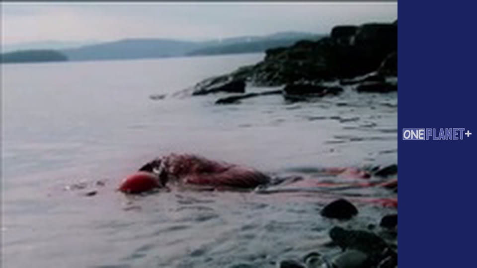 In search of knowledge. - episode 18