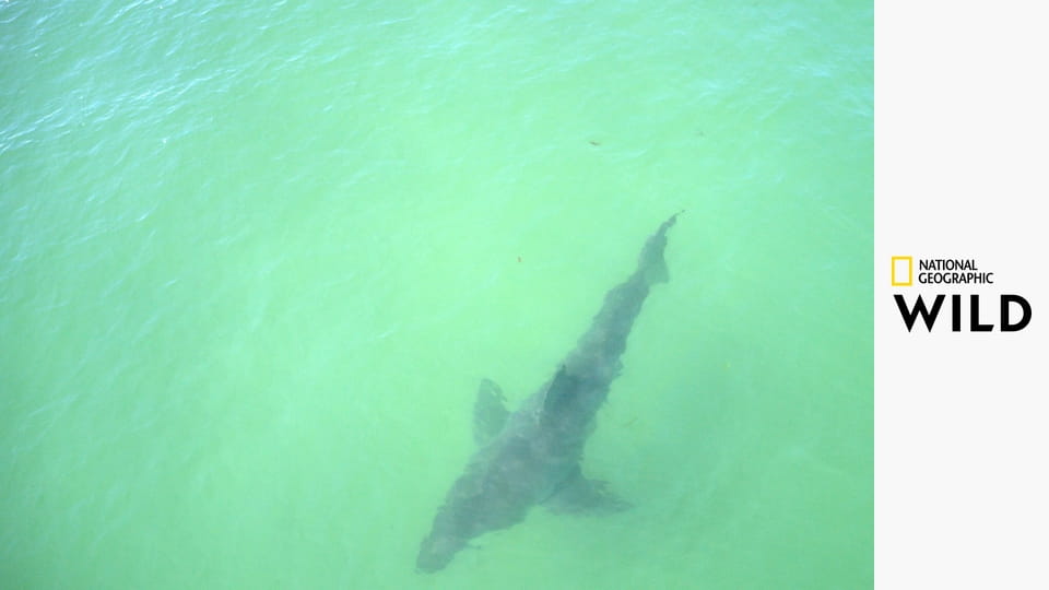 Возвращение Белой Акулы