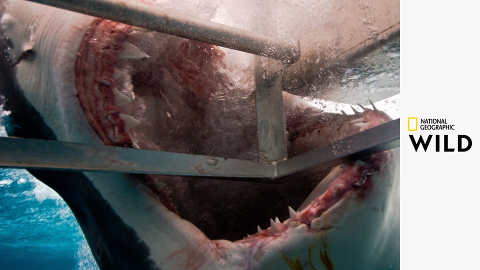 Животные без правил S1E6 - Странные встречи