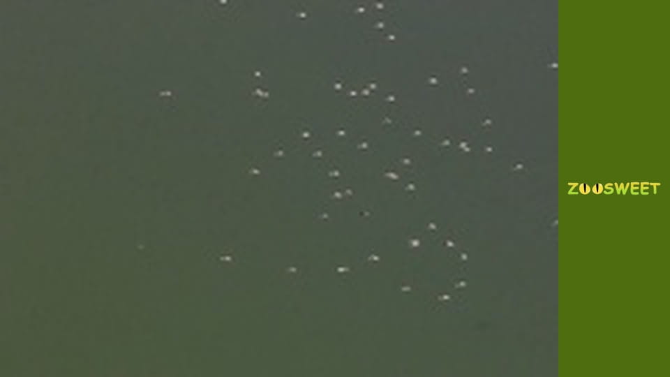 World of the Wild - episode 10