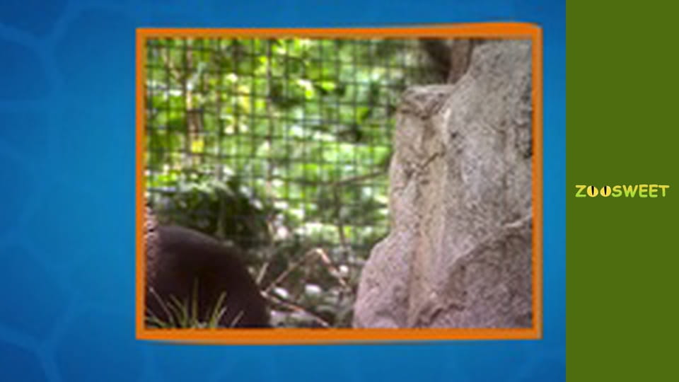 Wild Wonders at the San Diego - episode 12