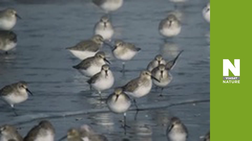 Wild Belgium - Life in the Shadows