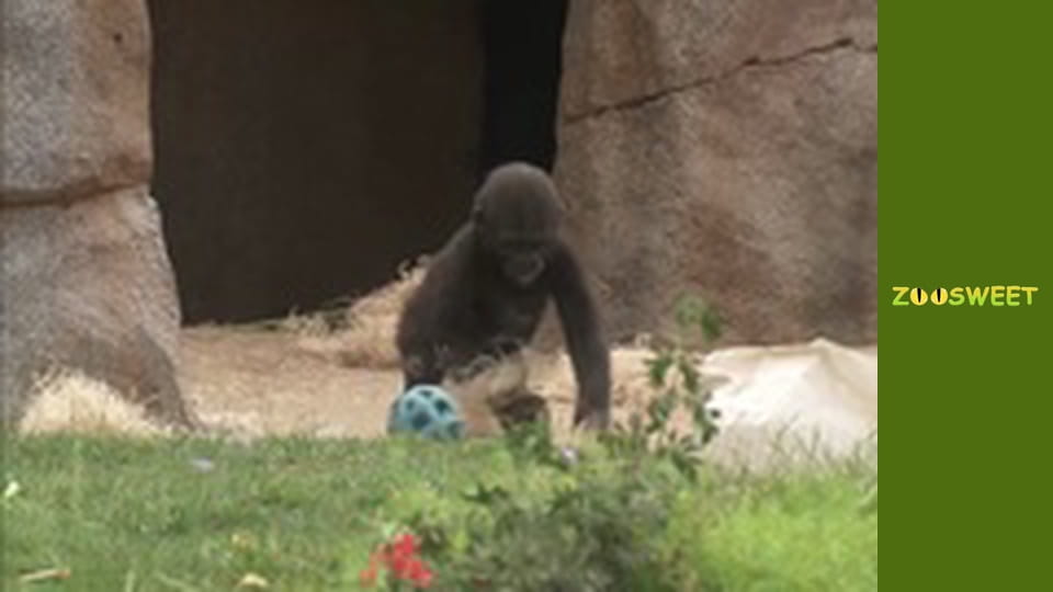 Walking Wild at the San Diego - episode 15