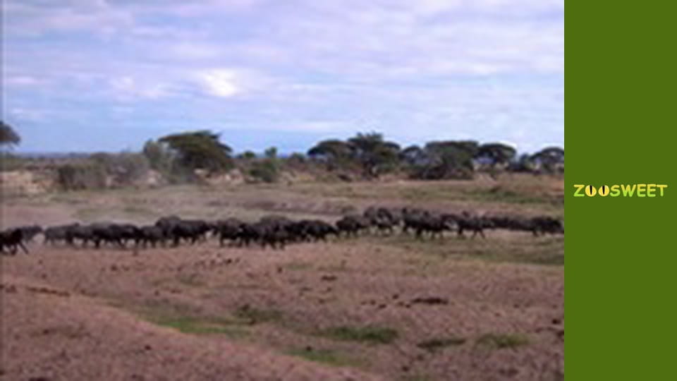 Let's go Wild, Episode 5