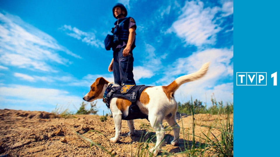 My, nasze zwierzęta i wojna