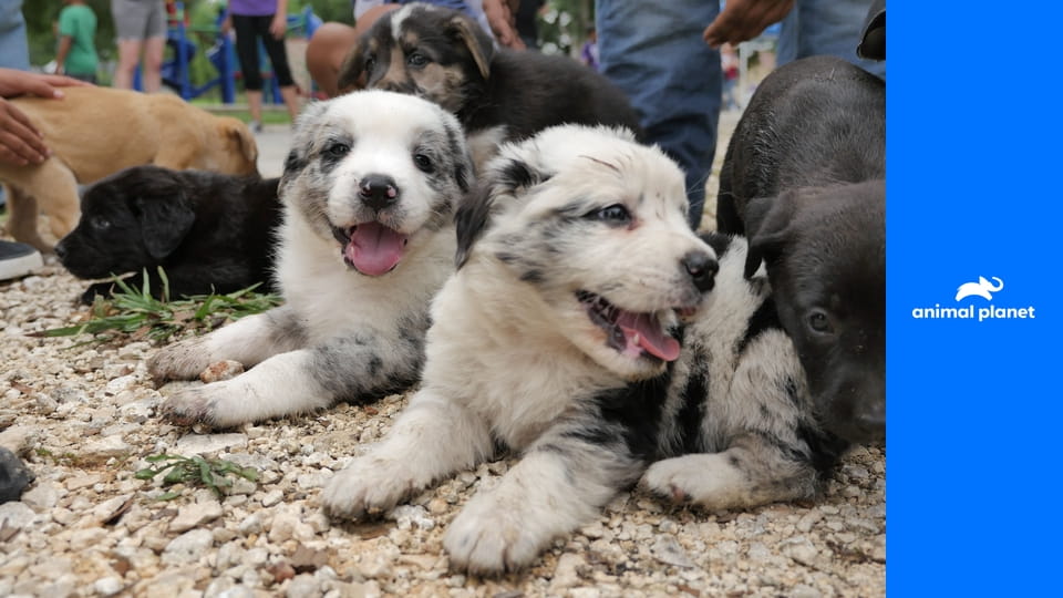 Život veterinára S1E7