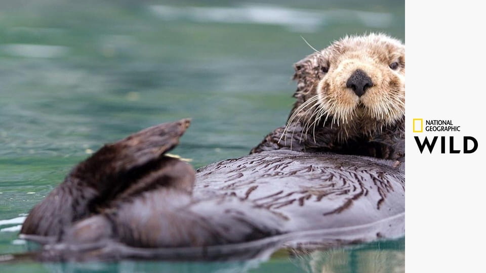 Podivíni z oceánů S1E2 - Hry predátorů