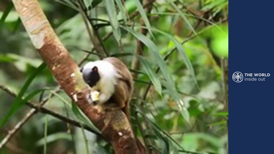 Iguazu Falls and meeting the dwarves. Brazil.