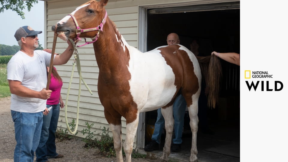 Skvělý dr. Pol S20E22 - Z pekla štěstí