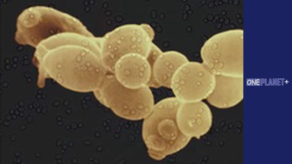 In search of knowledge. - episode 14